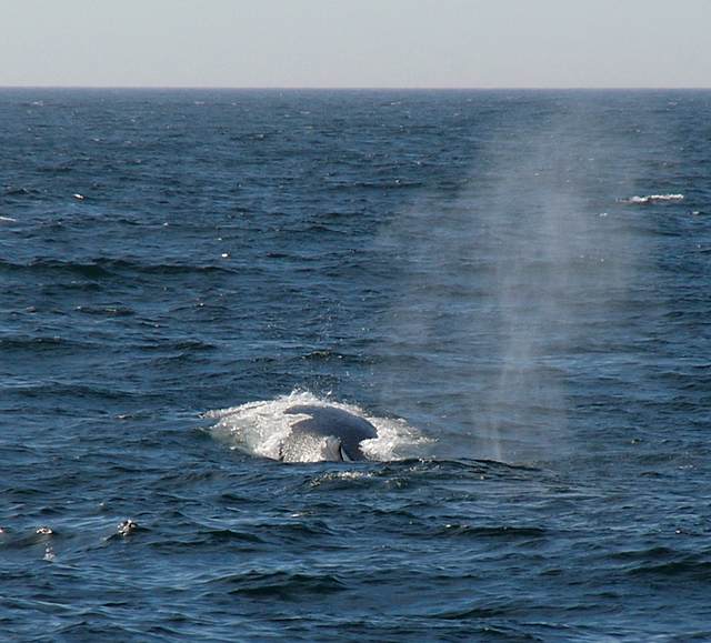 Humpback whale