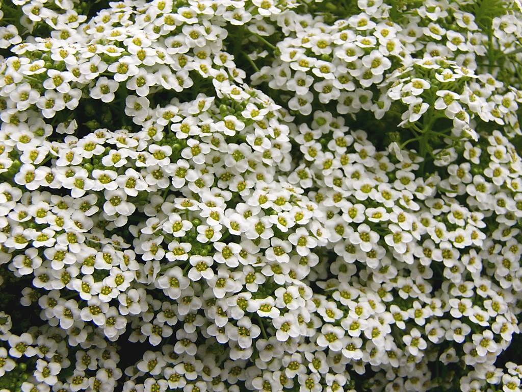 Some more waterfront flowers