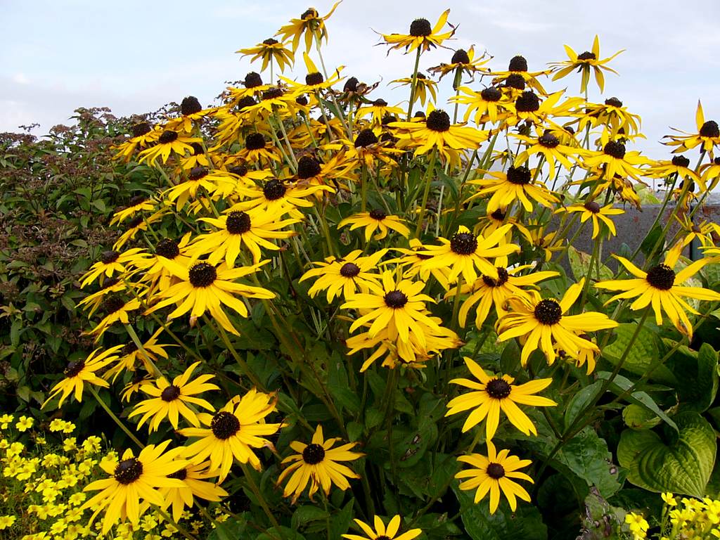 Some flowers in Peggy