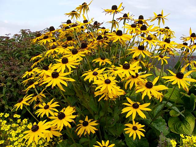 Some flowers in Peggy's Cove. Scott says these are Black-Eyed Susans (and pictures I've found seem to confirm that).