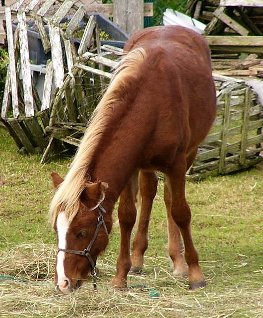 One of the local residents had this pony (as well as several other critters) in her back yard.