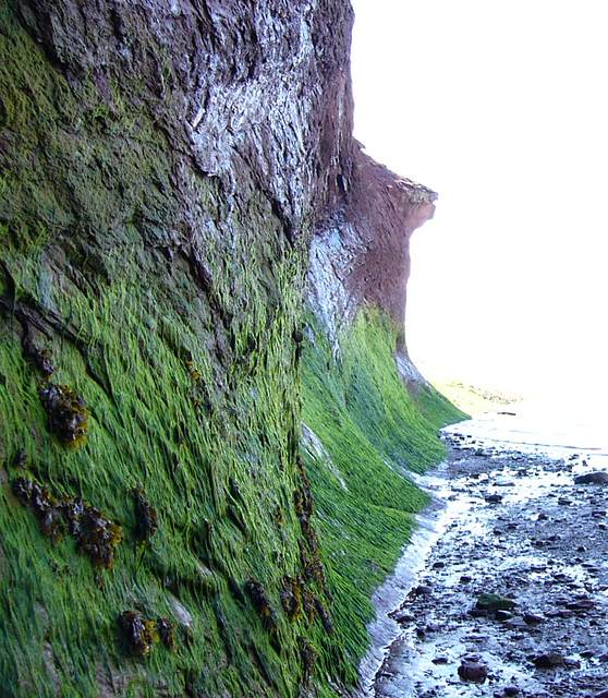 Green slime on the cave walls show just how high the water gets