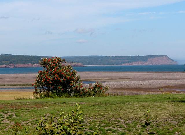 Looking out over the gravel beds recently revealed by the receding tide, with a berry filled tree in the foreground.