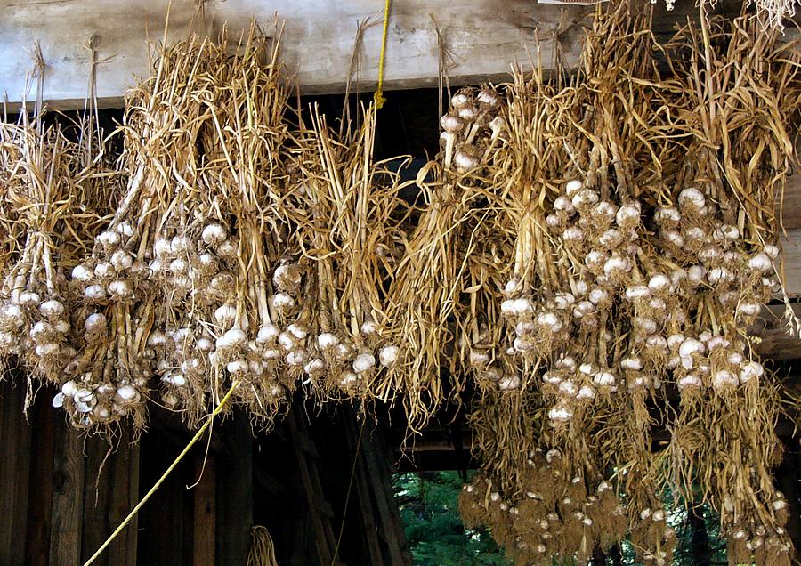 Garlic drying in the big barn