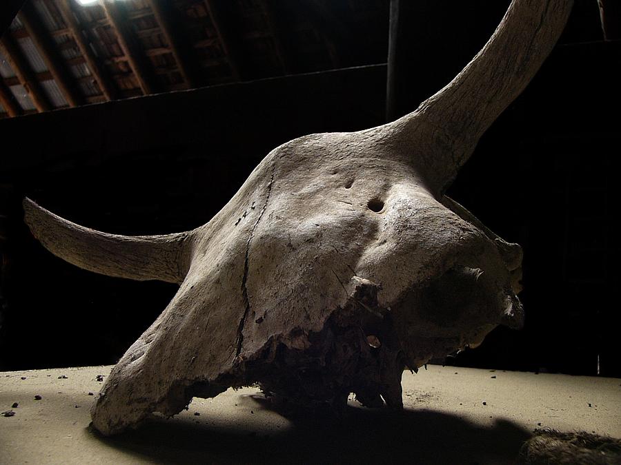 Cow skull (Photoshopped out annoying stuff)