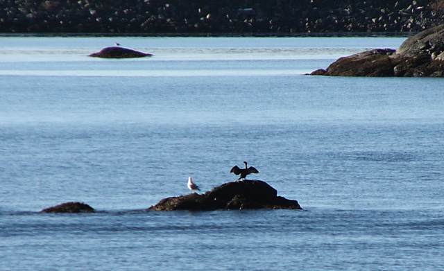 Birds on a rock. The one with spread wings might be a cormorant.