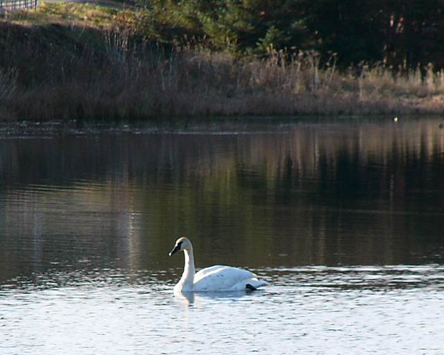 Swan on Swan Lake. Whoddathunkit?