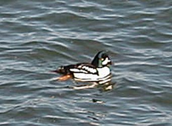 Black Grebe