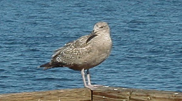 Gull