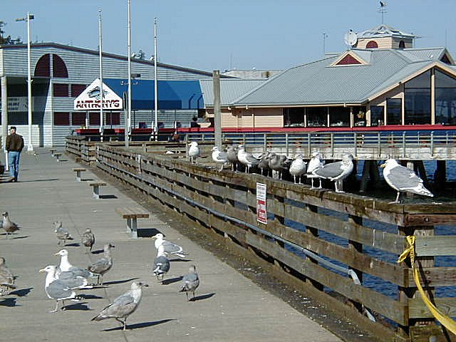 Gulls