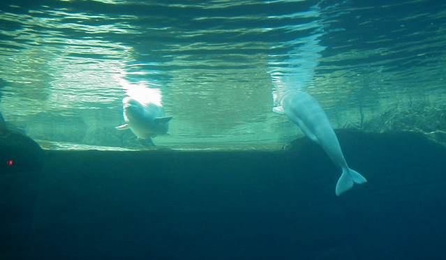 Beluga whales at the Aquarium