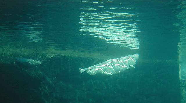 Beluga whale with lightning-like pattern from sun shine above the enclosure