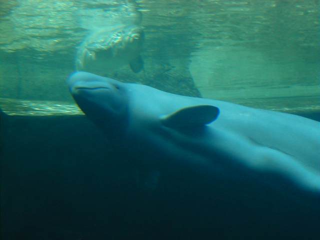 Beluga whale comes in close to inspect me, with another coming up right behind him