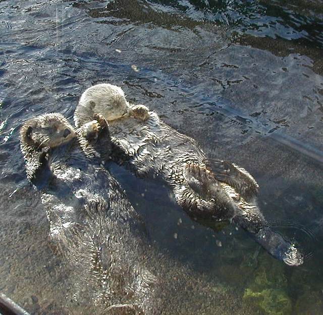 Sea Otters at the Aquarium