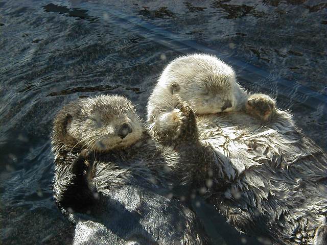 One more picture of the rafting Sea Otters