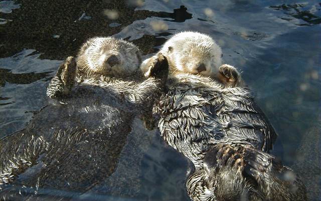 Rafting Sea Otters, up close