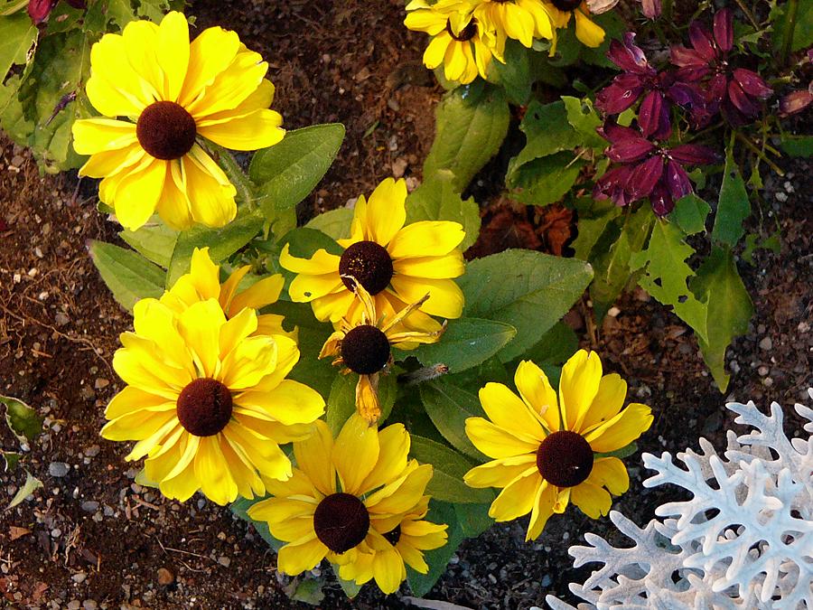Black-eyed Susans and Dusty Miller