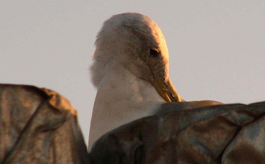 Seagull preening itself