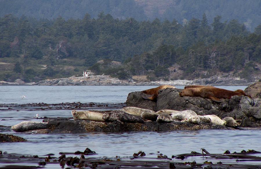 Steller sea lions and harbor seals