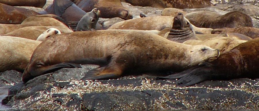 Steller sea lions - closeup