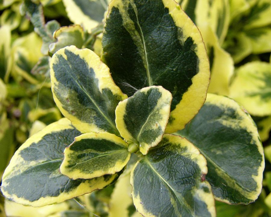 Green and yellow plant