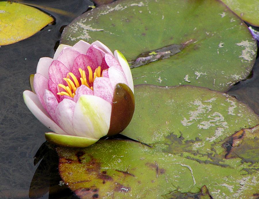 Beauty and the Beast - Water lily with rotting leaf