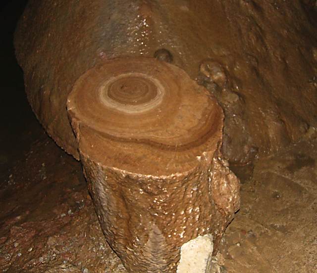 Diamond Caverns - the top portion of a stalagmite, sawed off, polished, and upside down reveals ring patterns very similar to that of a tree.