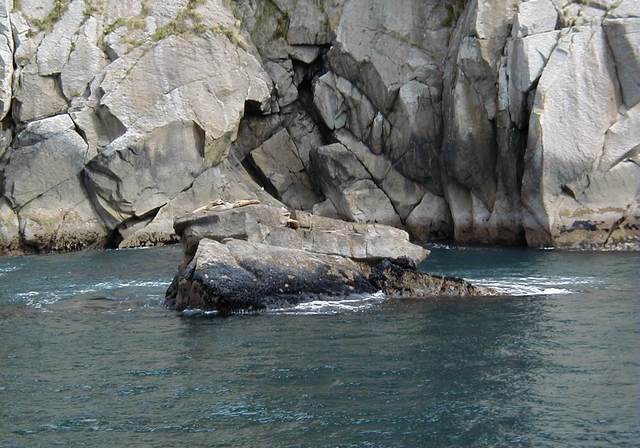 Steller sea lions (I think) hauled out on some rocks
