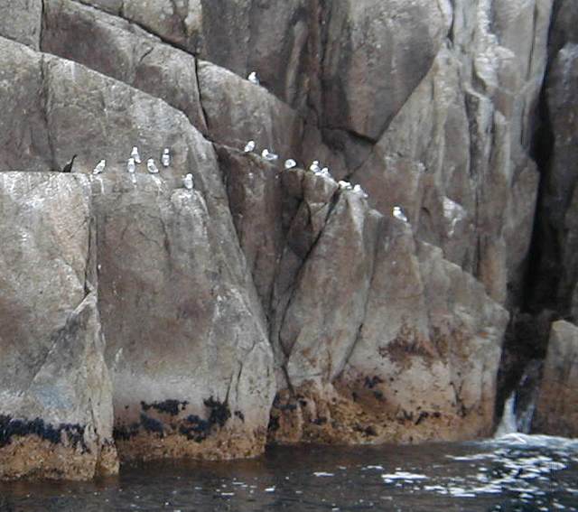 Kittiwakes and a cormorant on a cliff