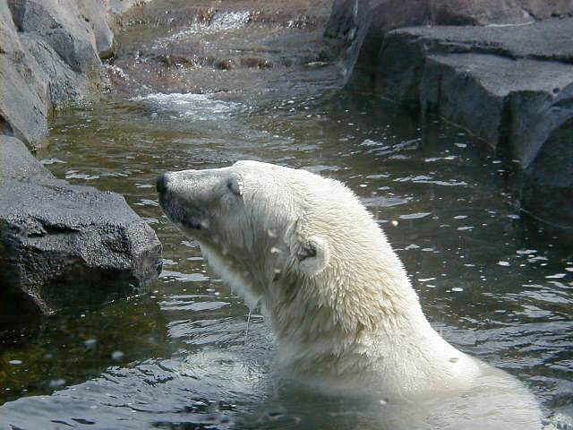Ahpun at the Alaska Zoo