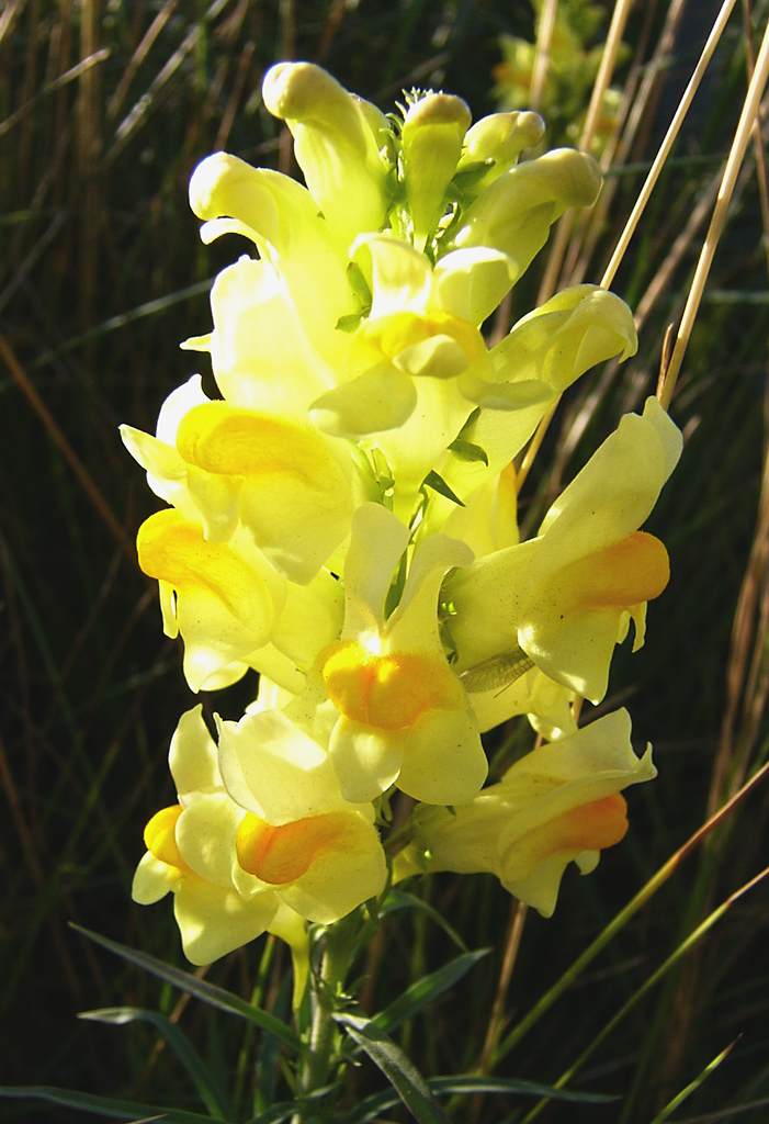 One of the local wild flowers. Can you see the insect in search of nectar?