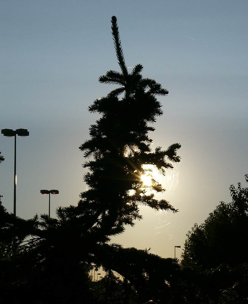 Sunset silhouette with spider web